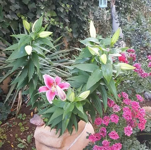 Harmonie - Adults Only +14